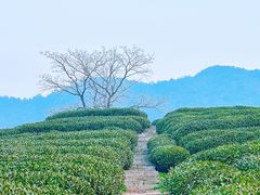 -春娟茶楼·地道农家菜(梅家坞店)