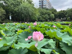 -陈家山荷花公园