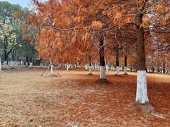 -上海海湾国家森林公园