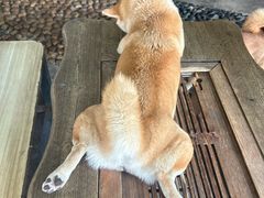 -柴犬高等学院·狗咖·柴犬售卖·宠物训练