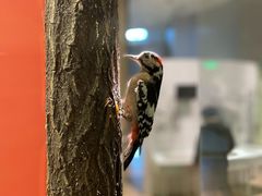 -国家自然博物馆