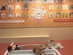 -和它·交个朋友·狗咖猫咖(爱琴海店)