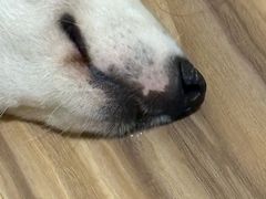 -艾贝尔宠物医院 ·内科全科(梁溪路店)