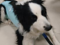 -利又安动物医院··老年病·猫科犬科·中兽医