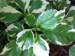 景点-大沙河公园