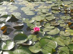 -莲花池公园