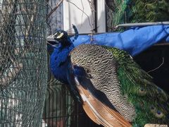 -丽泽山庄·生态怀柔菜·虹鳟鱼(红螺寺店)