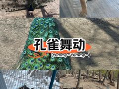 -哈尔滨北方森林动物园