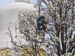 -护国法轮寺