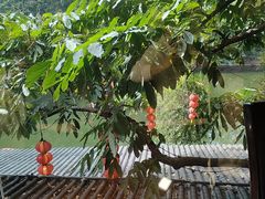 -侨美·唐荔园·40年地道粤菜