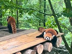 -都江堰中华大熊猫苑
