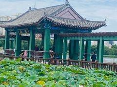 -莲花池公园