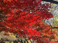 -桃花岭景区