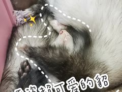 -藦茜花园宠物主题亲子互动体验馆(国顺东路店)