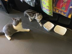 -十年猫舍·猫咪专门店(普陀店)