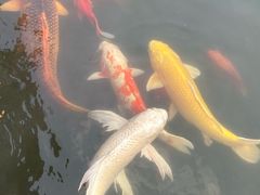 -醉香隆.山水庭院.湖北菜(东湖店)