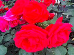 -中央广播电视总台(光华路办公区)