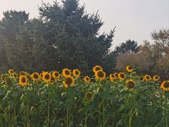 -北陵公园