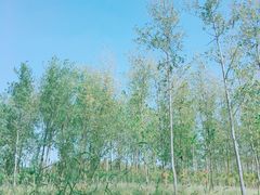 -合肥滨湖国家森林公园