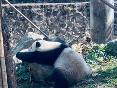 -都江堰中华大熊猫苑