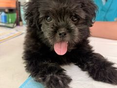 -pd派德宠物中心医院24H急重症·眼科中心·血液透析中心(嵩山北路店)