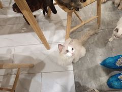 -楼上猫咖(罗湖店)