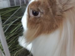 -立德异宠动物医院.兔鸟爬.内窥镜(天河店)
