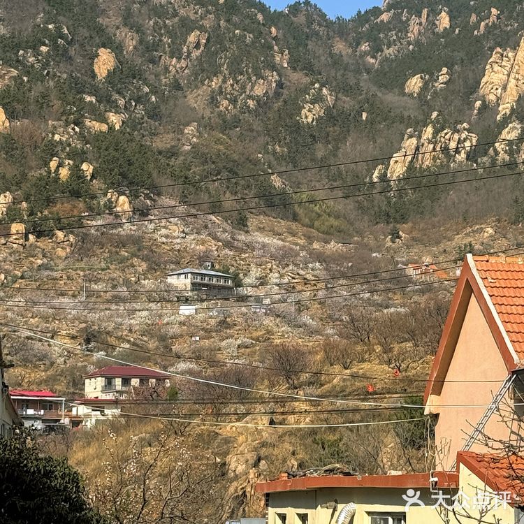 青岛崂山｜这家咖啡店的花开疯了🌬️