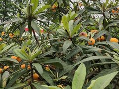 -塘栖枇杷特色园区