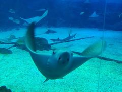 -烟台海昌鲸鲨海洋公园