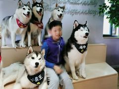 -Husky Go! 哈士奇体验馆·宠物咖啡厅狗咖
