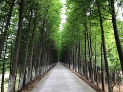 -上海长兴岛郊野公园