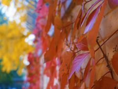 -三里屯东五街银杏大道