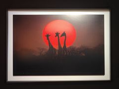 -罗红摄影艺术馆