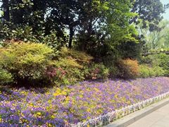 -西湖外事游船(花港观鱼码头)