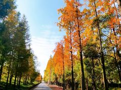 -上海长兴岛郊野公园