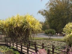-中国科学院西双版纳热带植物园