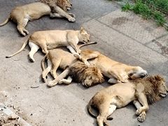 -大连森林动物园