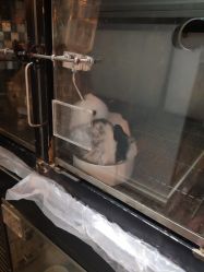 -神奇动物撸宠馆·羊驼·小浣熊·异宠(豫园店)