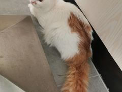 -凯特喵百思猫专科医院