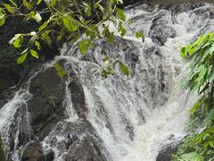 -莫里热带雨林景区