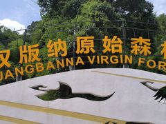 -西双版纳原始森林公园