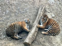 -栾川竹海野生动物园