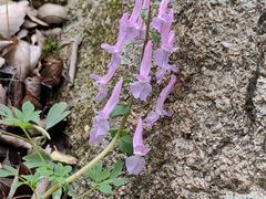 -普陀山风景区-佛顶山