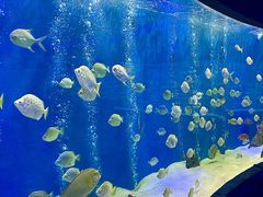 -合肥海洋世界