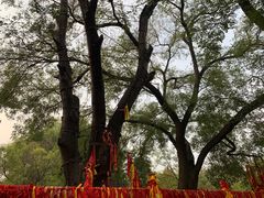 -大槐树寻根祭祖园