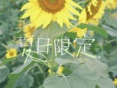 -永康森林公园