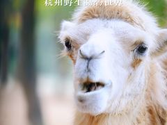 -杭州野生动物世界