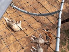 -西霞口神雕山野生动物世界