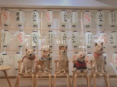 -柴迷FANS CLUB·柴犬狗咖·猫咖
